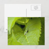 ツリーカエル ポストカード (正面/裏面)