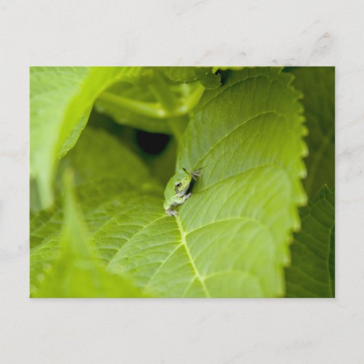 ツリーカエル ポストカード (正面)