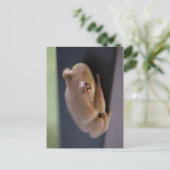 ツリーカエル ポストカード (スタンド正面)