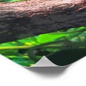 ツリーカエルCB ポスター (角)