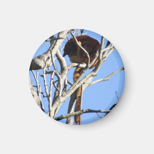 ツリーカンガルー磁石 マグネット (正面)