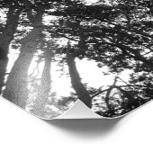 ツリーキャノピー、ビュートパーク、カーディフ フォトプリント            (角)