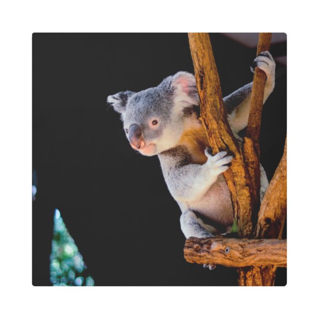 ツリーグレーでかわいいコアラ メタルプリント (正面)