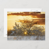 ツリーサンセットウィンターバーモント ポストカード (正面/裏面)