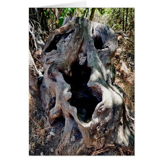 ツリースタンプスカル (正面)