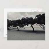 ツリーズオンサヌールビーチインバリ ポストカード (正面/裏面)