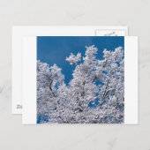 ツリーズスノー枝ミネソタ ポストカード (正面/裏面)