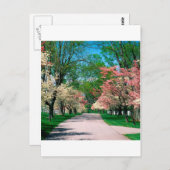 ツリーズピンクホワイトドッグウッドレキシントンケンタッキー ポストカード (正面/裏面)