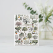 ツリーズプランツフルーツヴィンテージ植物はがき ポストカード (スタンド正面)