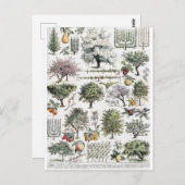 ツリーズプランツフルーツヴィンテージ植物はがき ポストカード (正面/裏面)