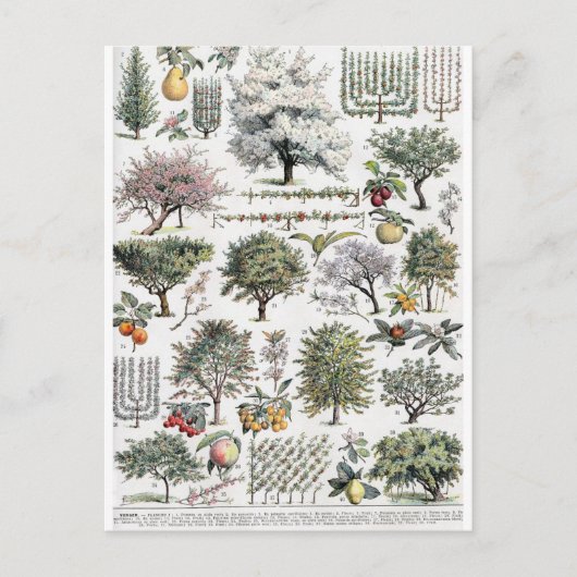 ツリーズプランツフルーツヴィンテージ植物はがき ポストカード (正面)