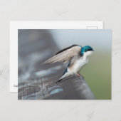 ツリーツバメ ポストカード (正面/裏面)