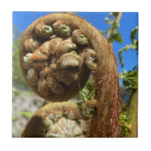 ツリーファーンフォンド