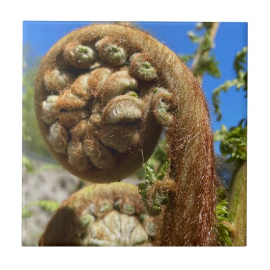 ツリーファーンフォンド タイル (正面)