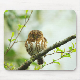 ツリーブランチでとまっている襟首をつかまれたpigmyのowlet マウスパッド