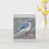 ツリーブランチのアオカケス カード (黄色い花)