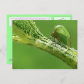 ツリーホッパーはがき。 ポストカード (正面/裏面)