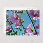 ツリーマロー（Lavatera arborea） ポストカード (正面/裏面)