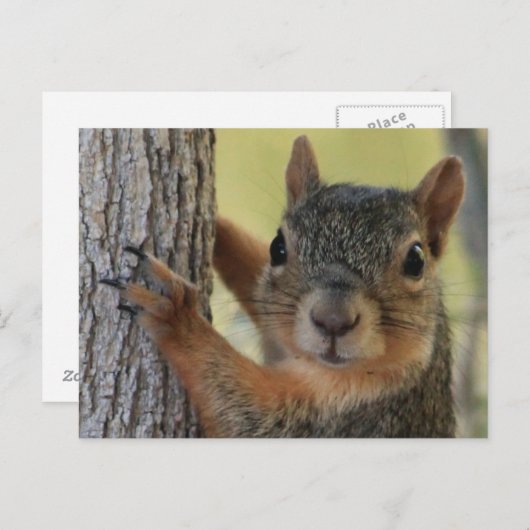 ツリーリスを使用したポストカード ポストカード (正面/裏面)