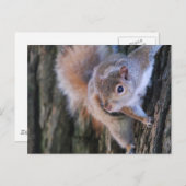 ツリーリス葉書 ポストカード (正面/裏面)