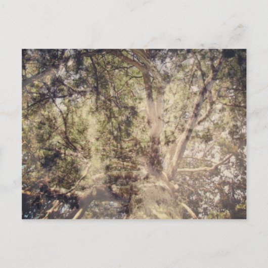 ツリーレイヤデジタルアート ポストカード (正面)