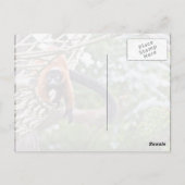 ツリー上のお金 ポストカード (裏面)