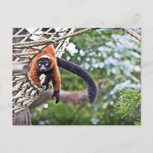 ツリー上のお金 ポストカード (正面)