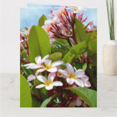 ツリー上のピンクスプレンダー、ピンクフランジパニ開花 カード (裏面)