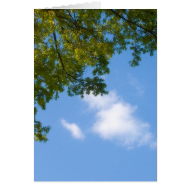 ツリー上部のスカイビュー (正面)