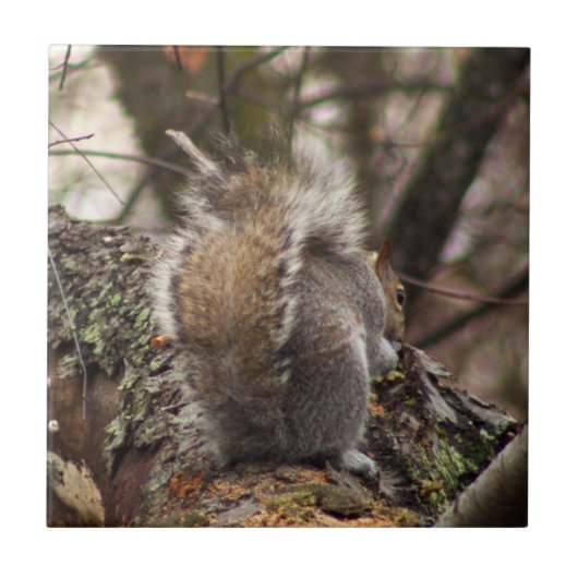 ツリー写真のリス タイル (正面)