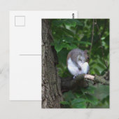 ツリー写真はがきリス ポストカード (正面/裏面)