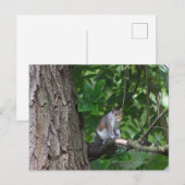 ツリー写真はがきリス ポストカード (正面/裏面)
