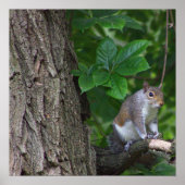 ツリー写真ポスターのリス ポスター (正面)
