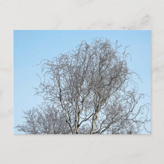 ツリー分岐インクスケッチ ポストカード (正面)
