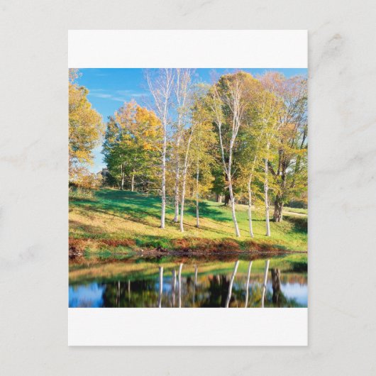 ツリー樺の木バーモント ポストカード (正面)