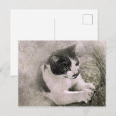 ツリー登山猫 |抽象芸術 |水彩 ポストカード (正面/裏面)