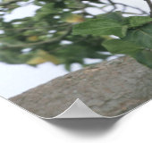 ツリー登山雌ライオン(Panthera leo)、クイーン ポスター (角)