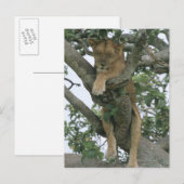 ツリー登山雌ライオン(Panthera leo)、クイーン ポストカード (正面/裏面)