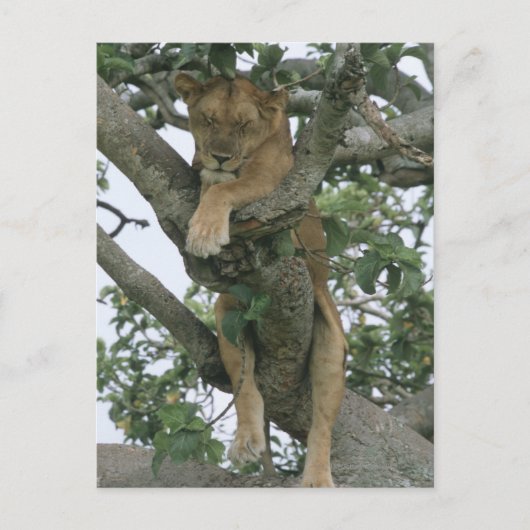 ツリー登山雌ライオン(Panthera leo)、クイーン ポストカード (正面)