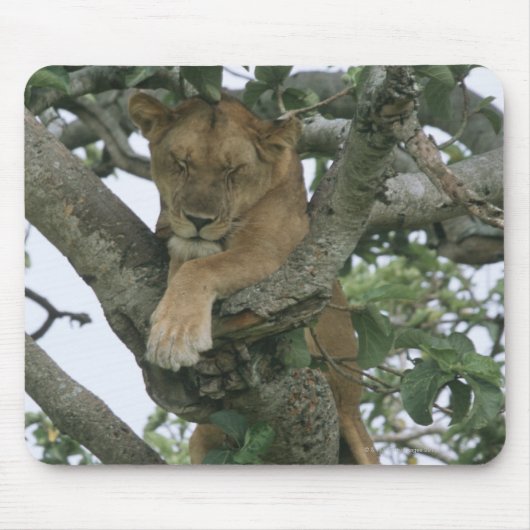 ツリー登山雌ライオン(Panthera leo)、クイーン マウスパッド (正面)