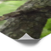 ツリー40インチX 27インチのリス ポスター (角)