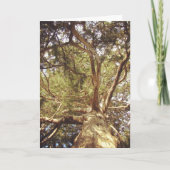 ツリー カード (正面)