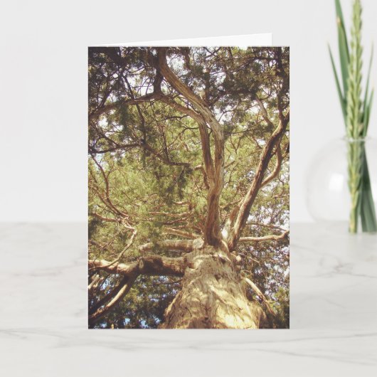 ツリー カード (正面)