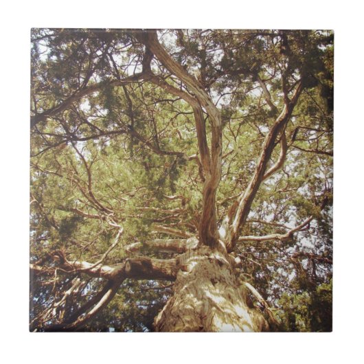 ツリー タイル (正面)