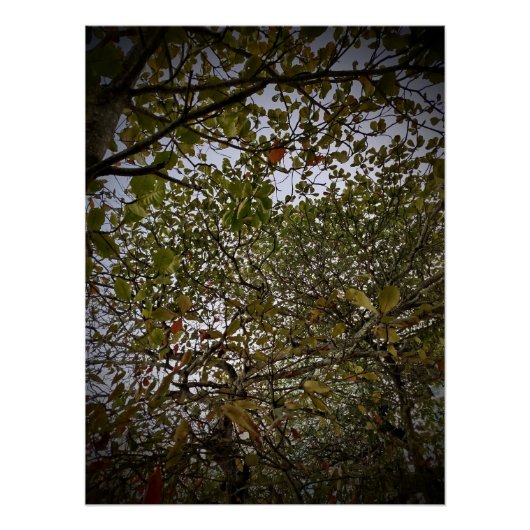ツリー ポスター (正面)