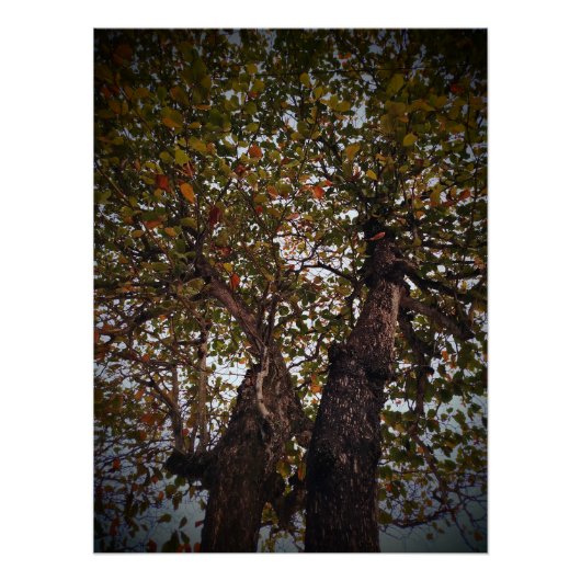 ツリー ポスター (正面)