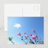 ツリーMallowの開花 ポストカード (正面/裏面)