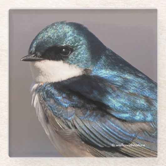 ツリ素晴らしツバメ松の鳥オンザワイヤ ガラスコースター (正面)