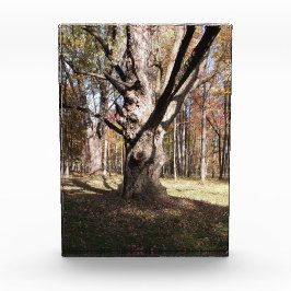 ツリ風変わりー フォトブロック