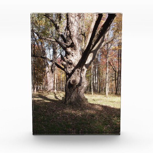 ツリ風変わりー フォトブロック (正面)